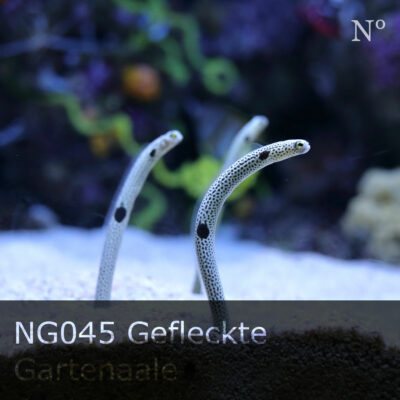 NG045 Gefleckte Gartenaale
