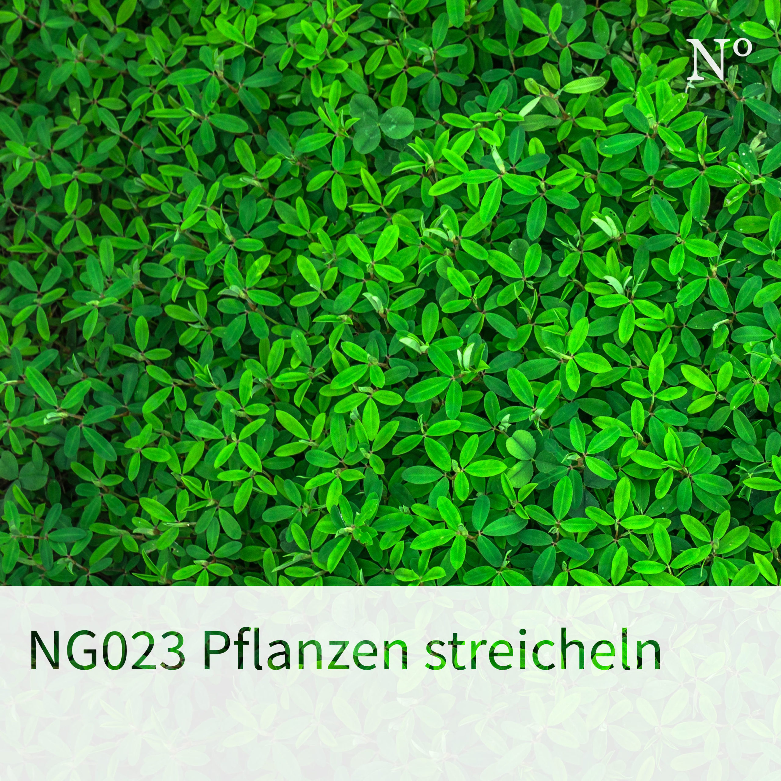 NG023 Pflanzen streicheln