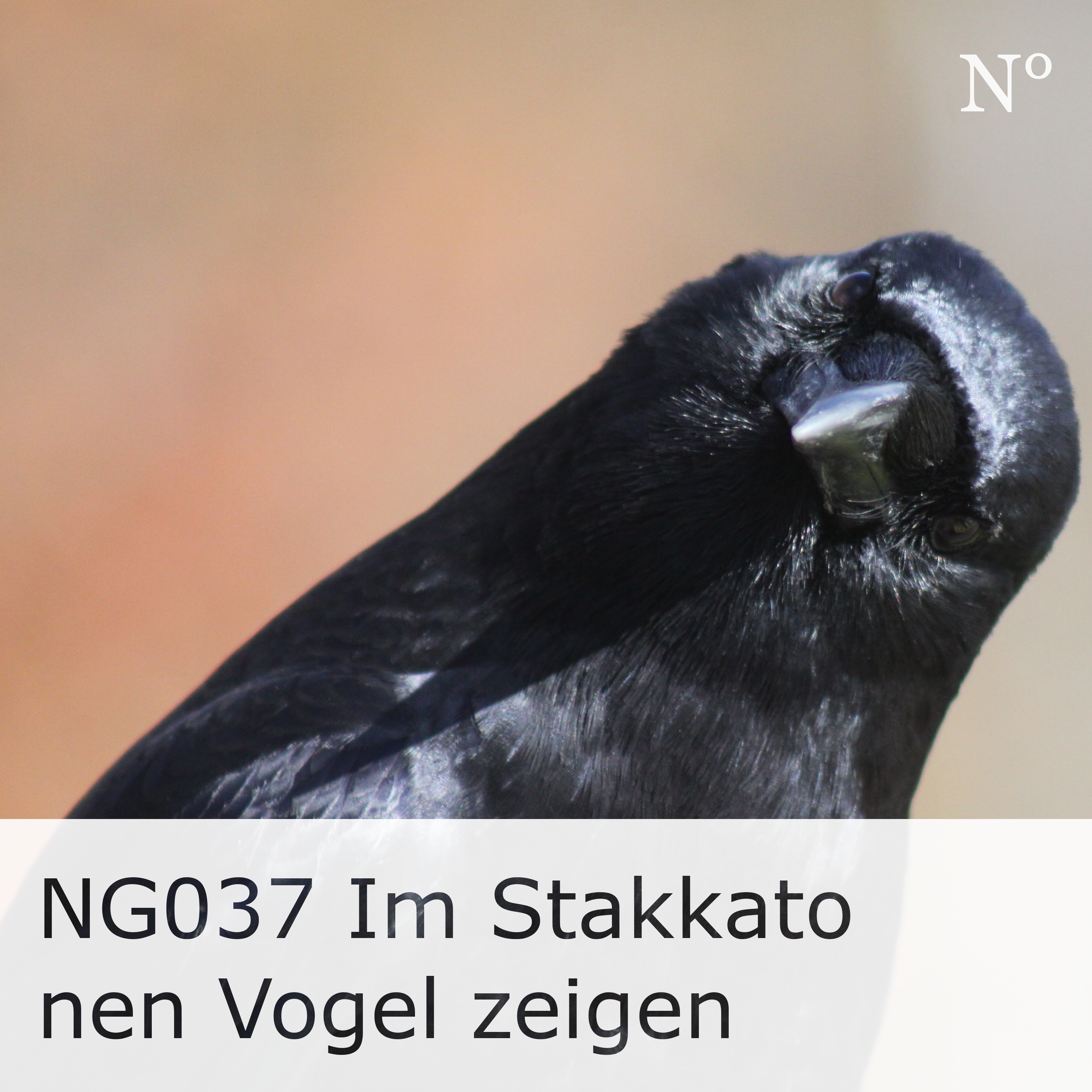 NG037 Im Stakkato nen Vogel zeigen